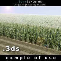 3D Cornfield  Model - High Resolution Texture