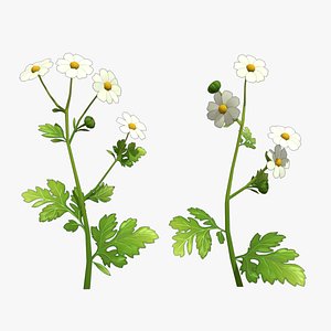 3D Feverfew stylized plant model