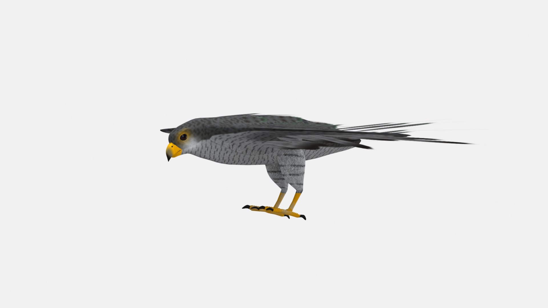3D model falcon https://p.turbosquid.com/ts-thumb/M8/b1QlXo/By/2/jpg/1679078485/1920x1080/fit_q87/ccc1bbafa0910e923e3551452de55787fdd273f5/2.jpg