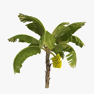 Banana Tree With Banana Fruits 3D