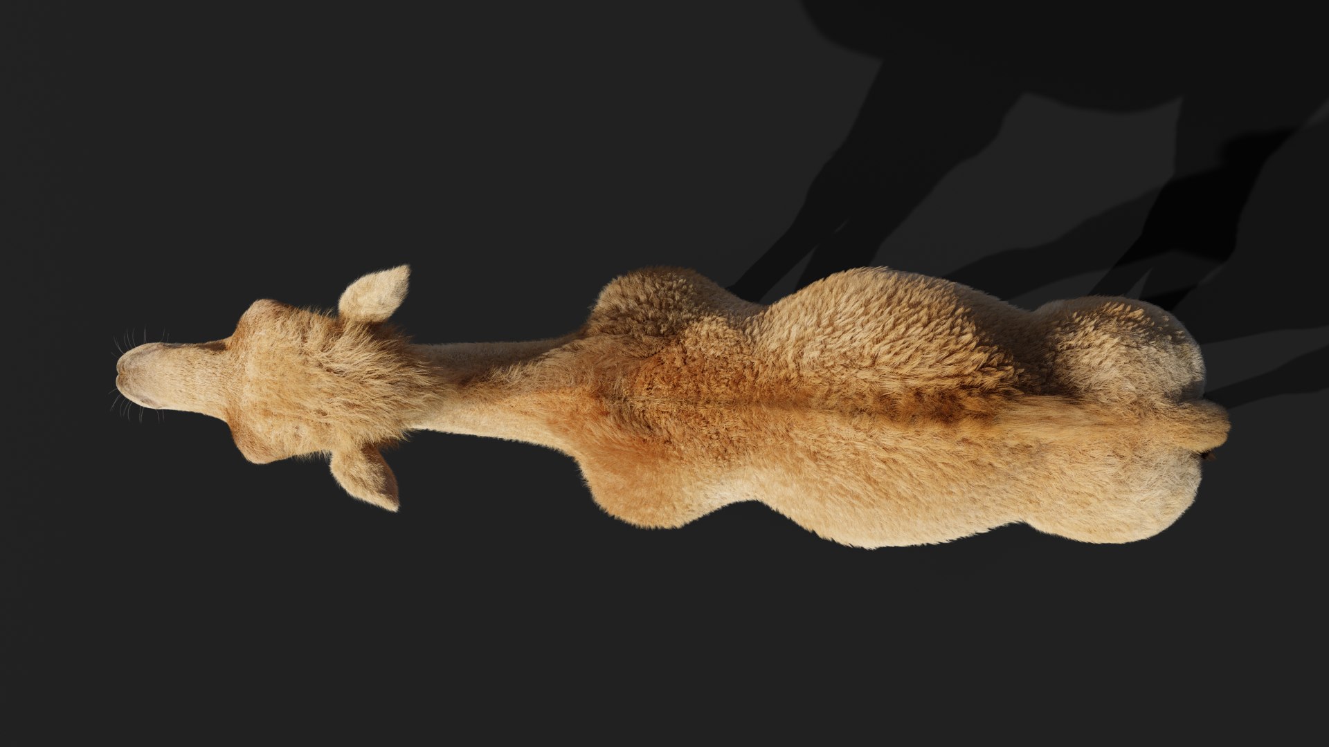 camel rigging baby model https://p.turbosquid.com/ts-thumb/M8/m0kjiC/GQRRjFbd/camel_baby_effectmpa07/png/1596189263/1920x1080/fit_q87/c19a3498d0361ea1e81d02831ea1769fad86d9e1/camel_baby_effectmpa07.jpg