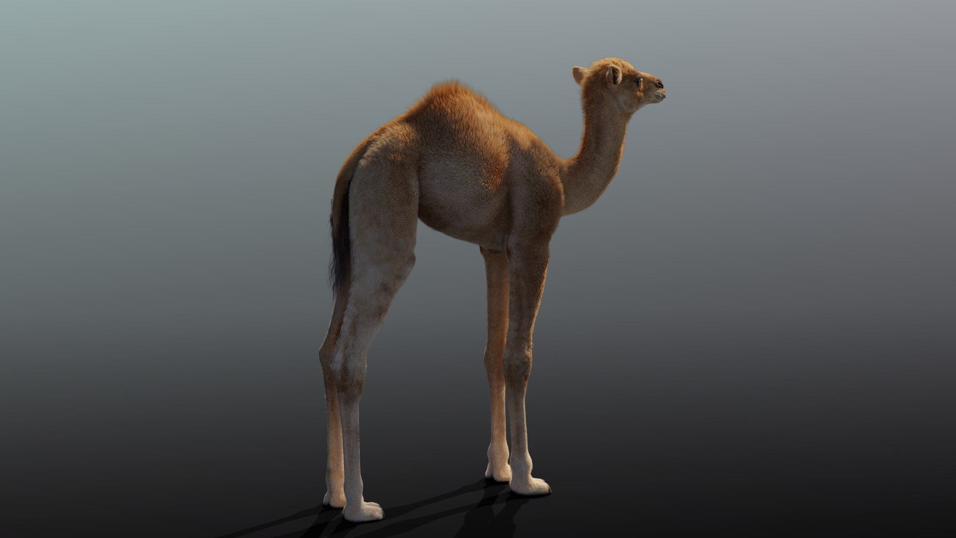 camel rigging baby model https://p.turbosquid.com/ts-thumb/M8/m0kjiC/P8DHPvrx/camel_baby_effectmpa04/png/1596189263/1920x1080/fit_q87/d60ca5671ef5ed1d71ccc9729d1a5069af9f69f7/camel_baby_effectmpa04.jpg