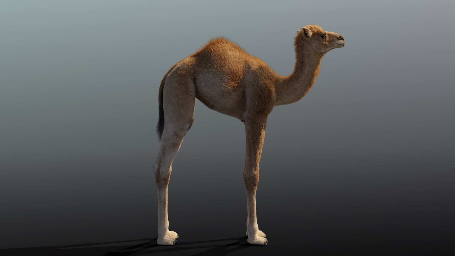 camel rigging baby model https://p.turbosquid.com/ts-thumb/M8/m0kjiC/sMmSUx2E/camel_baby_effectmpa03/png/1596189262/1920x1080/fit_q87/a21a48757ce9bd86595c5b39b017022c9fe032cd/camel_baby_effectmpa03.jpg