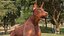 Perro Doberman Marrón Corriendo Pelaje