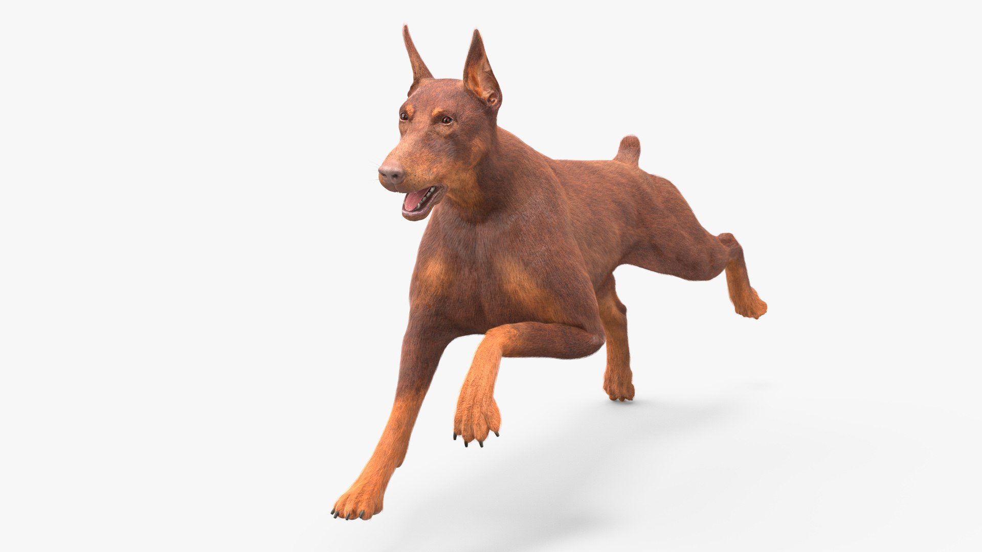 Doberman Dog Brown Running Fur 3D model preview