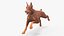 Perro Doberman Marrón Corriendo Pelaje