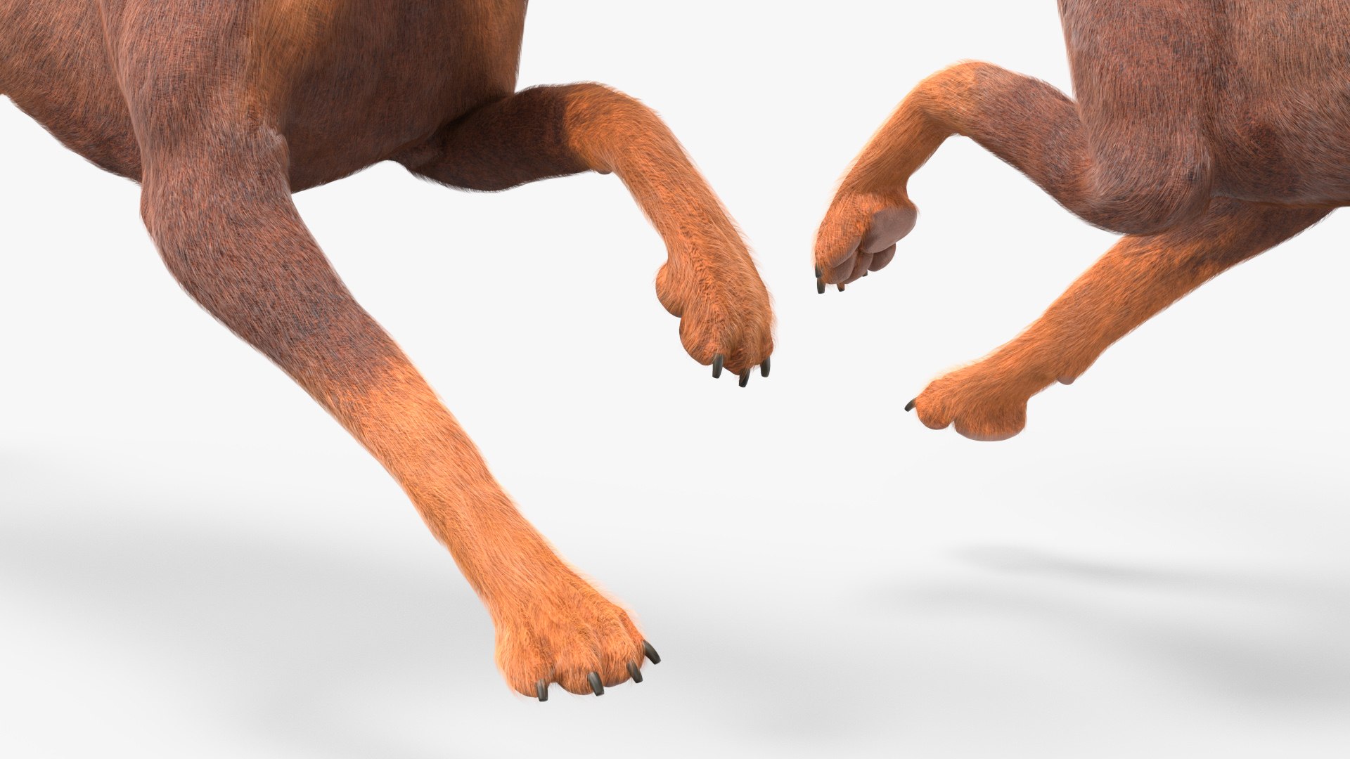 Doberman Dog Brown Running Fur model https://p.turbosquid.com/ts-thumb/M8/tBCdE4/4K/dobermandogbrownrunningfurvray3dmodel010/jpg/1716429905/1920x1080/fit_q87/562c2a3f0bbe582c18f631b2d09d76628af5dbdc/dobermandogbrownrunningfurvray3dmodel010.jpg