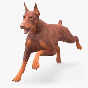 Doberman Dog Brown Running Fur model