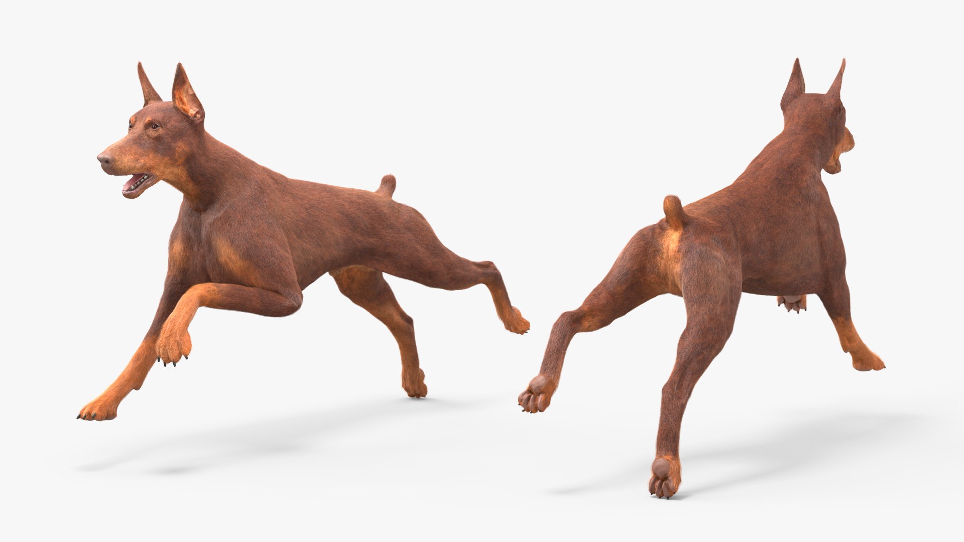 Doberman Dog Brown Running Fur model https://p.turbosquid.com/ts-thumb/M8/tBCdE4/7i/dobermandogbrownrunningfurvray3dmodel006/jpg/1716429892/1920x1080/fit_q87/2c7adefa78382d7f95b0d0d31e434eb7a0f9f770/dobermandogbrownrunningfurvray3dmodel006.jpg