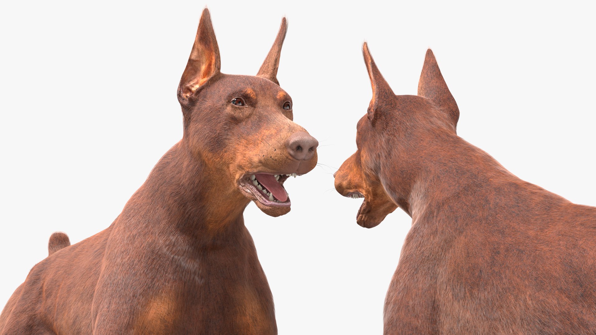 Doberman Dog Brown Running Fur model https://p.turbosquid.com/ts-thumb/M8/tBCdE4/8K/dobermandogbrownrunningfurvray3dmodel009/jpg/1716429901/1920x1080/fit_q87/e2131eef44bc07fc6e4737d24a8e03e912687e4c/dobermandogbrownrunningfurvray3dmodel009.jpg