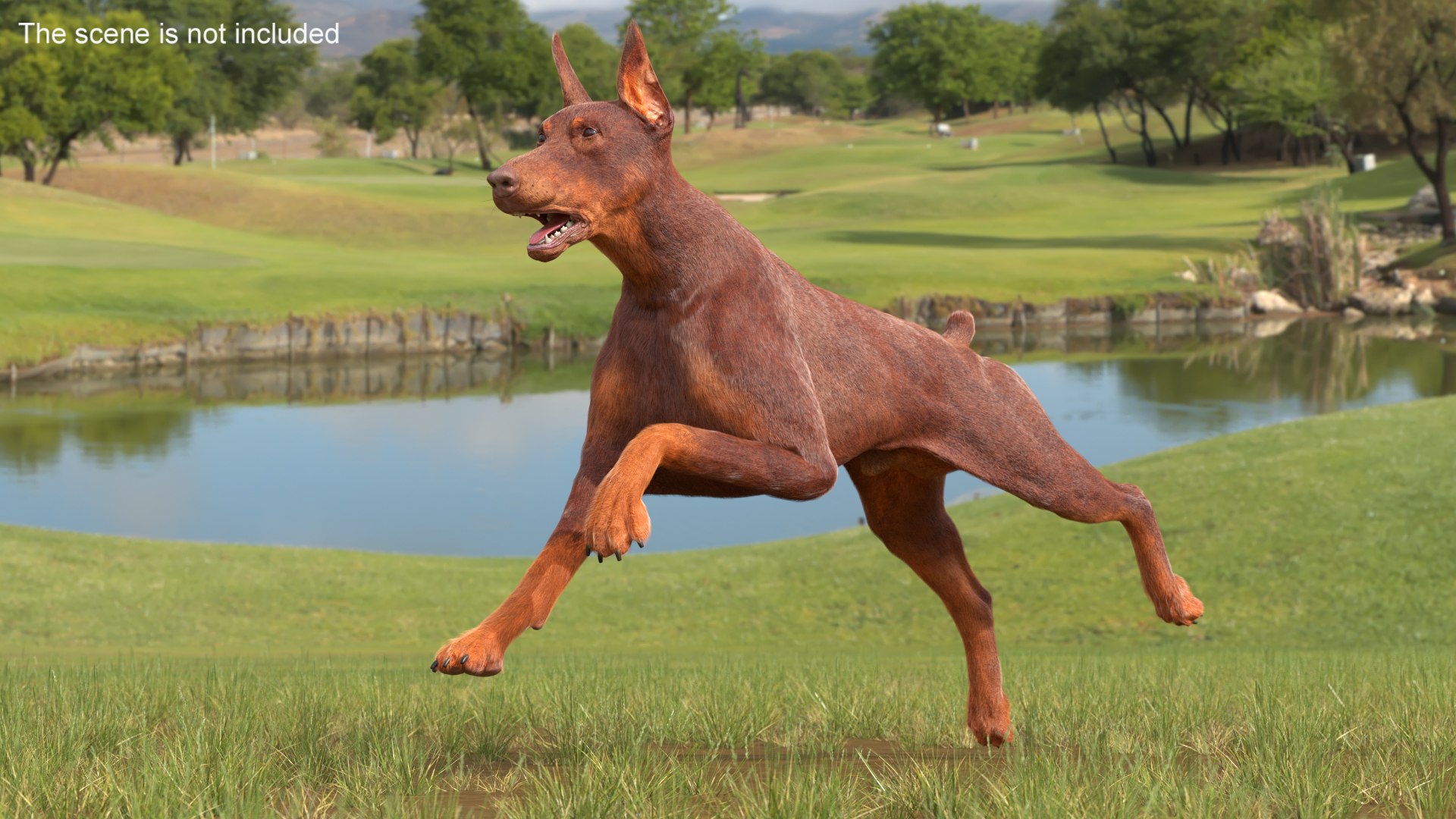 Doberman Dog Brown Running Fur model https://p.turbosquid.com/ts-thumb/M8/tBCdE4/F1/dobermandogbrownrunningfurvray3dmodel002/jpg/1716429875/1920x1080/fit_q87/4f7fc8af8ced5715e7375e3b7f964048c3bb2a3c/dobermandogbrownrunningfurvray3dmodel002.jpg