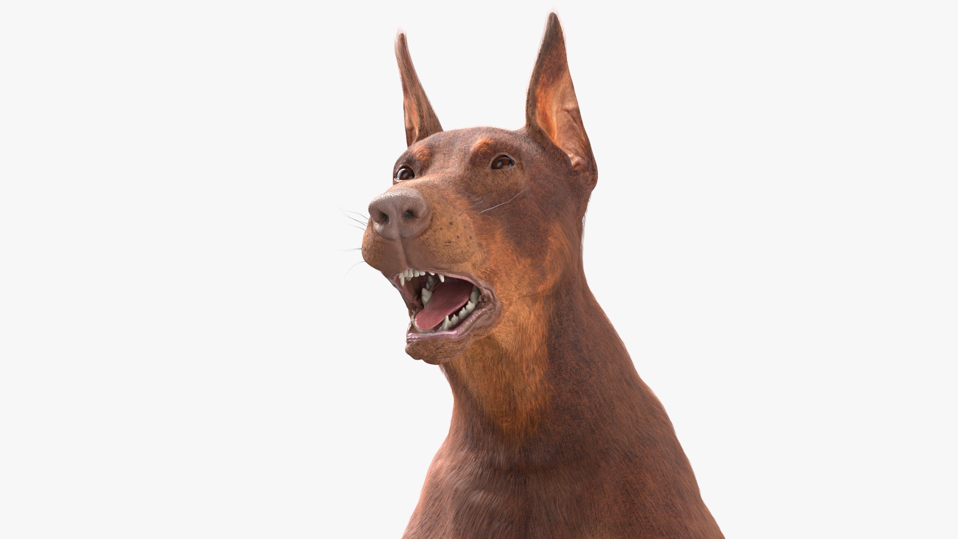 Doberman Dog Brown Running Fur model https://p.turbosquid.com/ts-thumb/M8/tBCdE4/GE/dobermandogbrownrunningfurvray3dmodel007/jpg/1716429895/1920x1080/fit_q87/cf539b07e2a078dbc6ffae81ebafd806fa1ef0b2/dobermandogbrownrunningfurvray3dmodel007.jpg