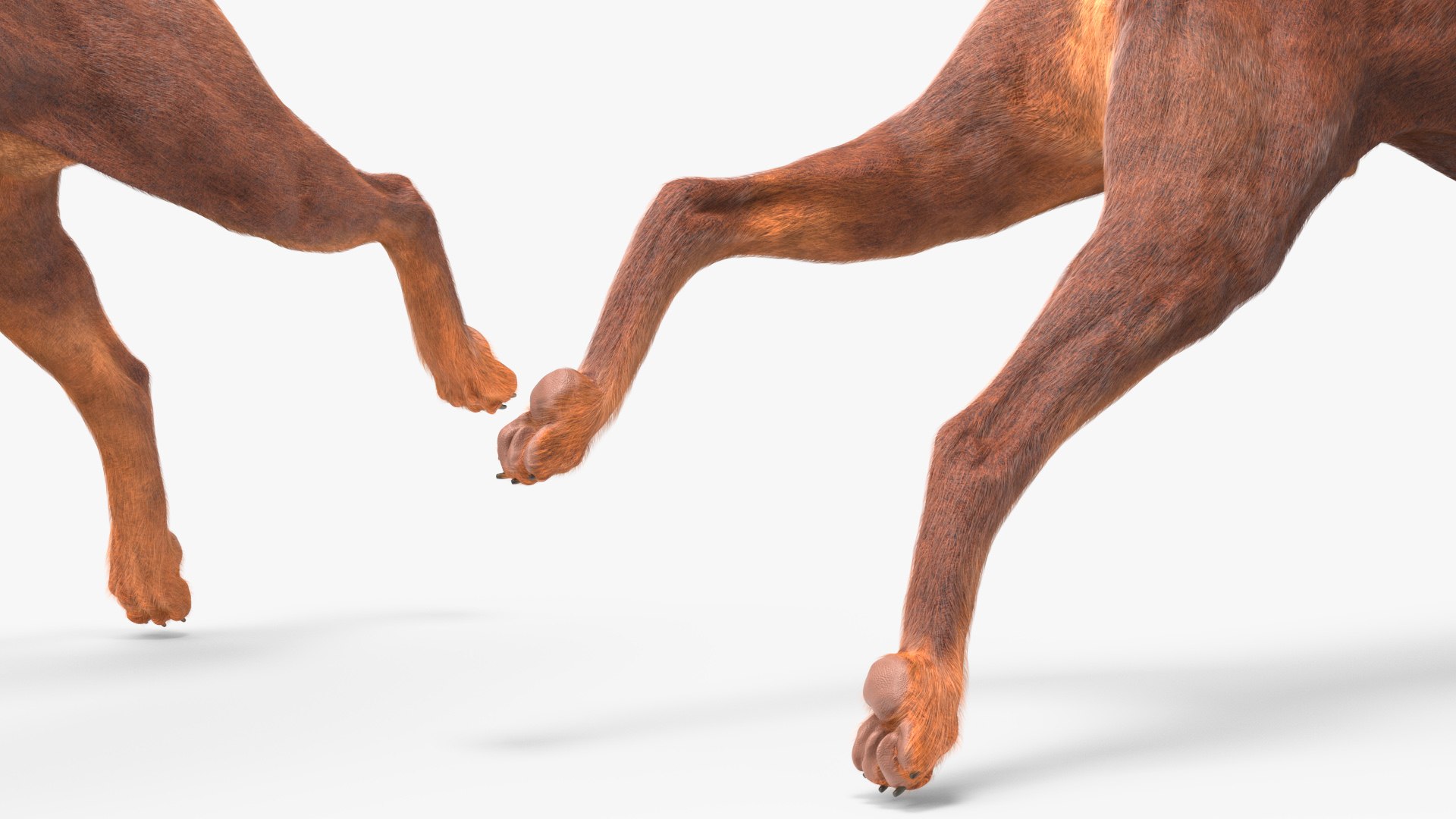 Doberman Dog Brown Running Fur model https://p.turbosquid.com/ts-thumb/M8/tBCdE4/Np/dobermandogbrownrunningfurvray3dmodel011/jpg/1716429909/1920x1080/fit_q87/51f6767379c3b62257315d9ef3af56b69c99ceab/dobermandogbrownrunningfurvray3dmodel011.jpg