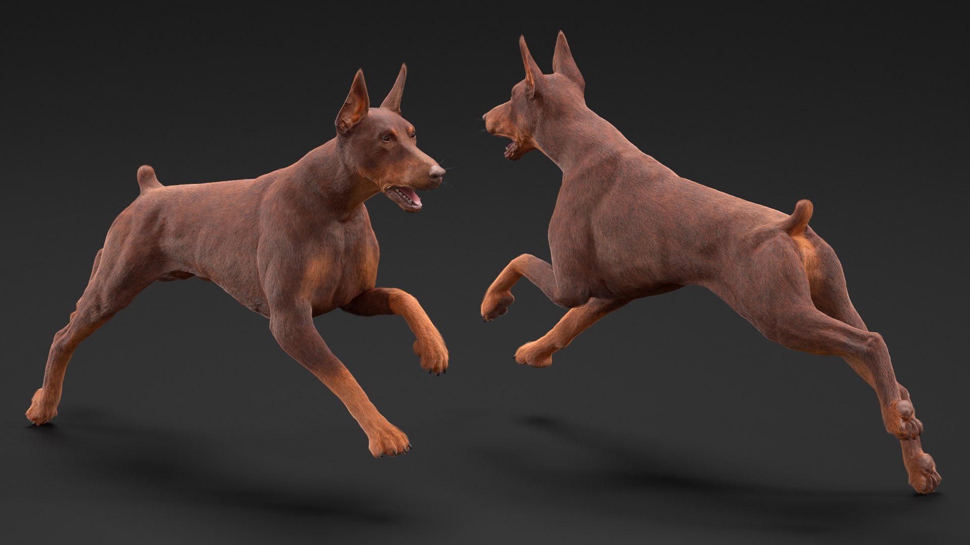 Doberman Dog Brown Running Fur model https://p.turbosquid.com/ts-thumb/M8/tBCdE4/RY/dobermandogbrownrunningfurvray3dmodel005/jpg/1716429889/1920x1080/fit_q87/6fd68c69e62bb0d9e04ae8eb64a119faf5c90cc9/dobermandogbrownrunningfurvray3dmodel005.jpg