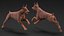 Perro Doberman Marrón Corriendo Pelaje