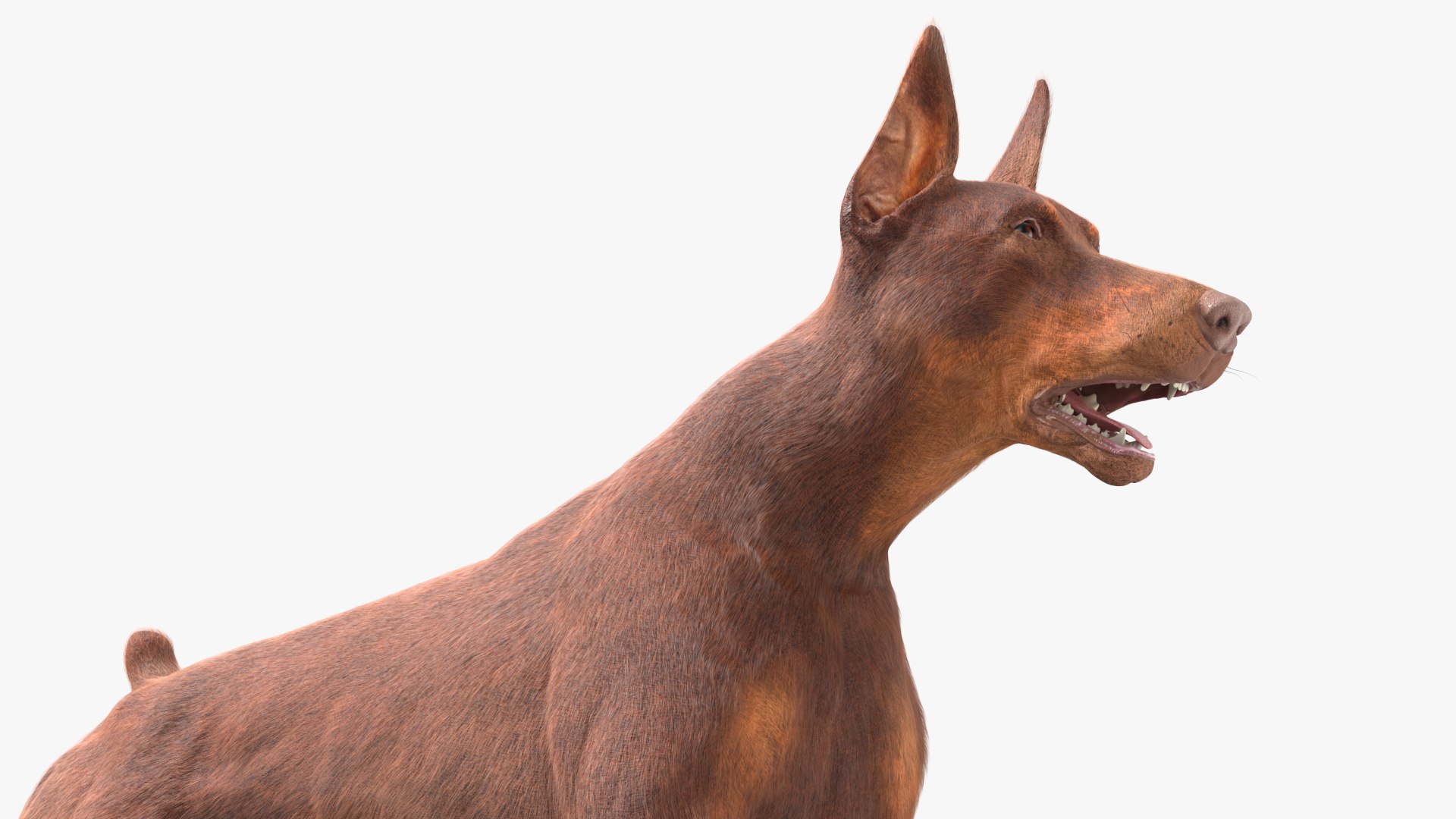 Doberman Dog Brown Running Fur model https://p.turbosquid.com/ts-thumb/M8/tBCdE4/Tb/dobermandogbrownrunningfurvray3dmodel008/jpg/1716429898/1920x1080/fit_q87/cd896cf91ad4b090d05f01fe1d28385dc14eeb52/dobermandogbrownrunningfurvray3dmodel008.jpg