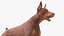 Perro Doberman Marrón Corriendo Pelaje