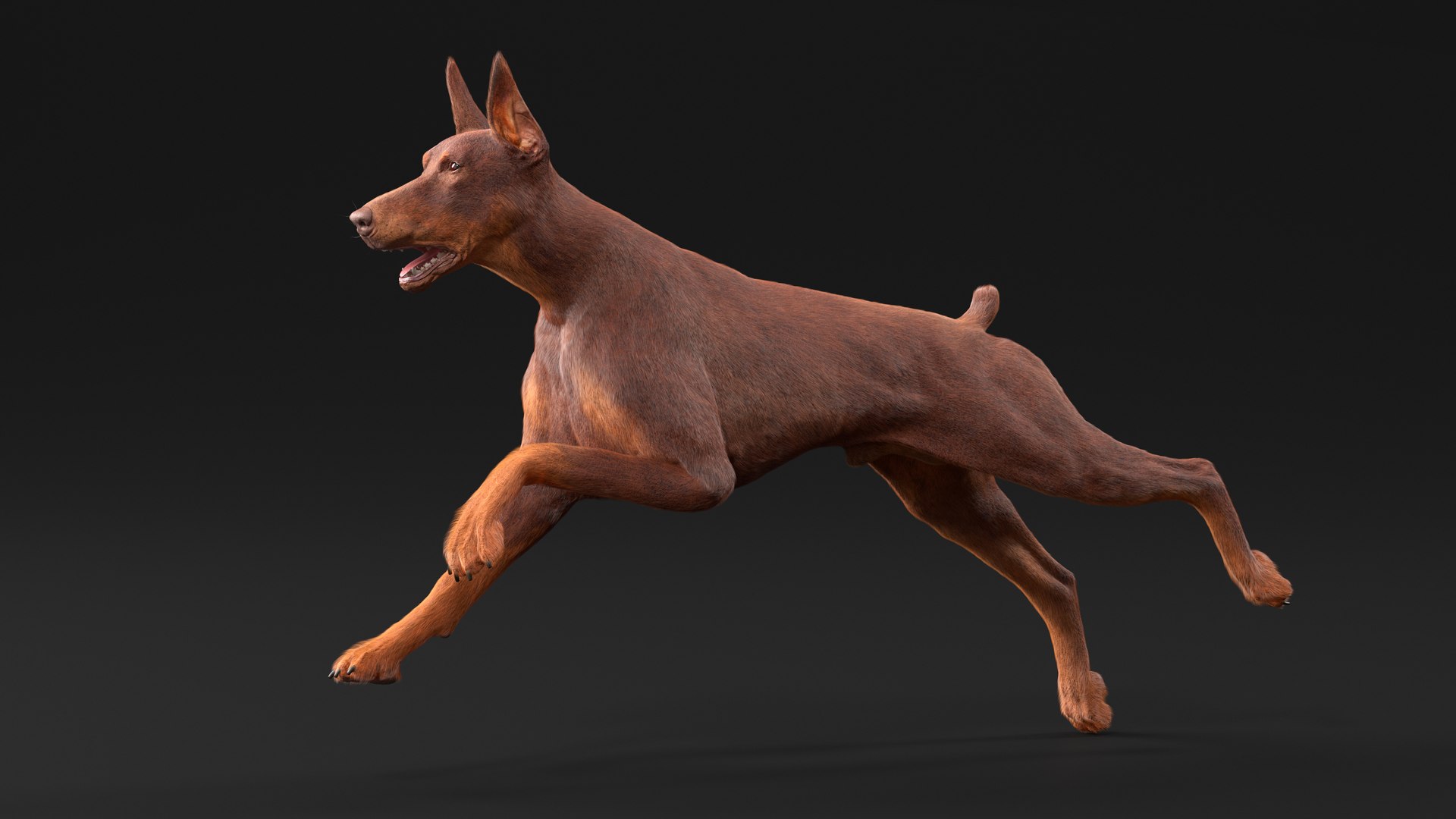 Doberman Dog Brown Running Fur model https://p.turbosquid.com/ts-thumb/M8/tBCdE4/h1/dobermandogbrownrunningfurvray3dmodel004/jpg/1716429884/1920x1080/fit_q87/7bb156143810d33f3a6144db7bec51b20309b6d2/dobermandogbrownrunningfurvray3dmodel004.jpg