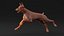 Perro Doberman Marrón Corriendo Pelaje