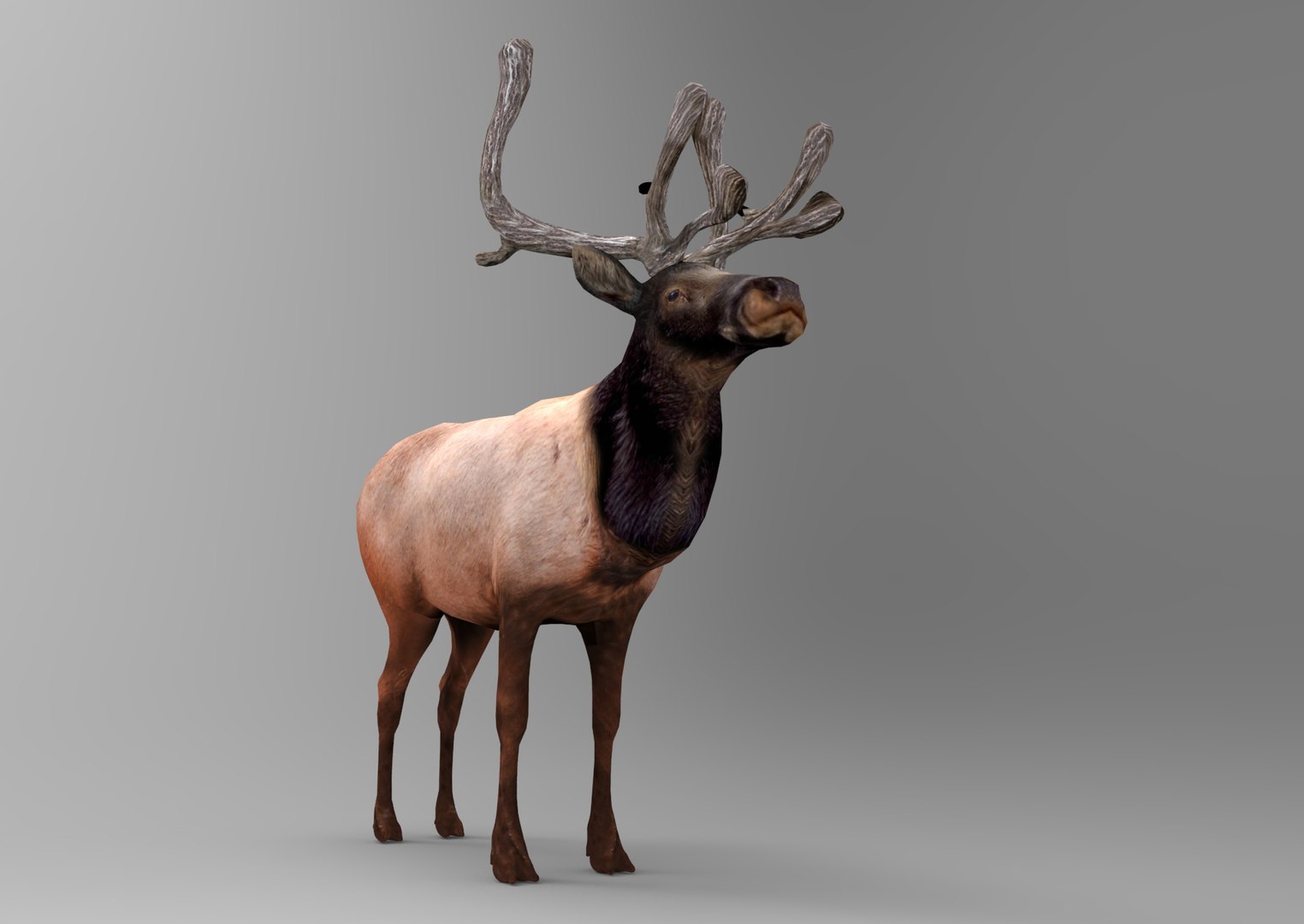 obj deer ready https://p.turbosquid.com/ts-thumb/M8/uEIwcX/dTOyaTJX/untitled.760/jpg/1476986975/1920x1080/fit_q87/ca9f7c87efad2e88d404ddc7bab289d6ca6d180e/untitled.760.jpg