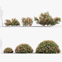 Glossy abelia Abelia x grandiflora