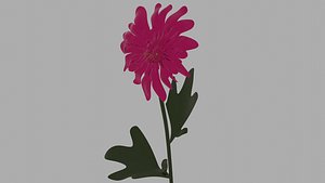 3D model Chrysanthemum OBJ