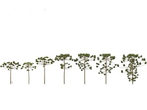 Araucaria angustifolia - Brazilian pine 03 model