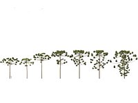 HighPoly-LowPoly - Araucaria angustifolia - Brazilian pine 03