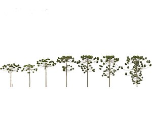 HighPoly-LowPoly - Araucaria angustifolia - Brazilian pine 03