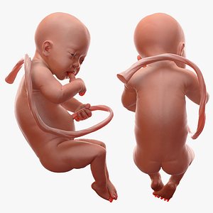 baby boy 32 weeks 3D model