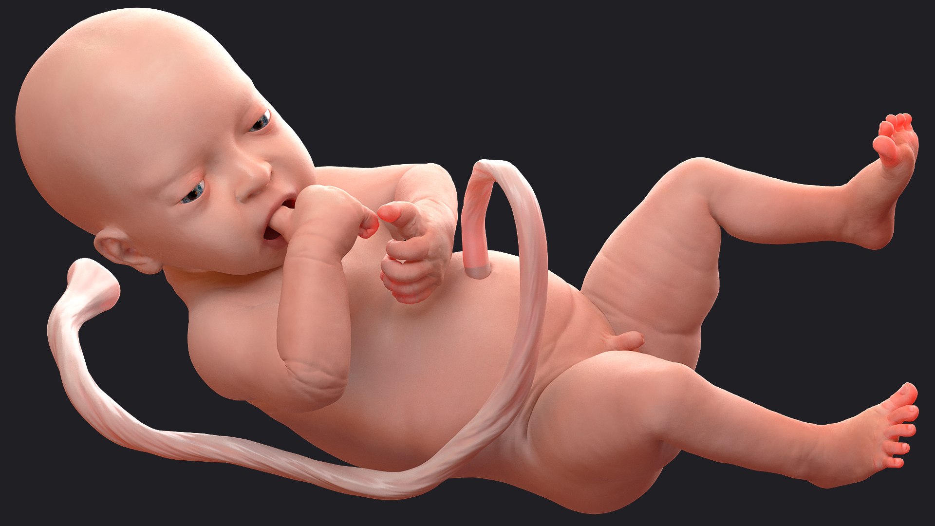 baby boy 32 weeks 3D model https://p.turbosquid.com/ts-thumb/M9/NPrte6/XHutFQfv/babyboyat32weeksriggedc4dmodel007/jpg/1608998340/1920x1080/fit_q87/672ace1c15c66e8537198c39a0f91f7744a1a101/babyboyat32weeksriggedc4dmodel007.jpg
