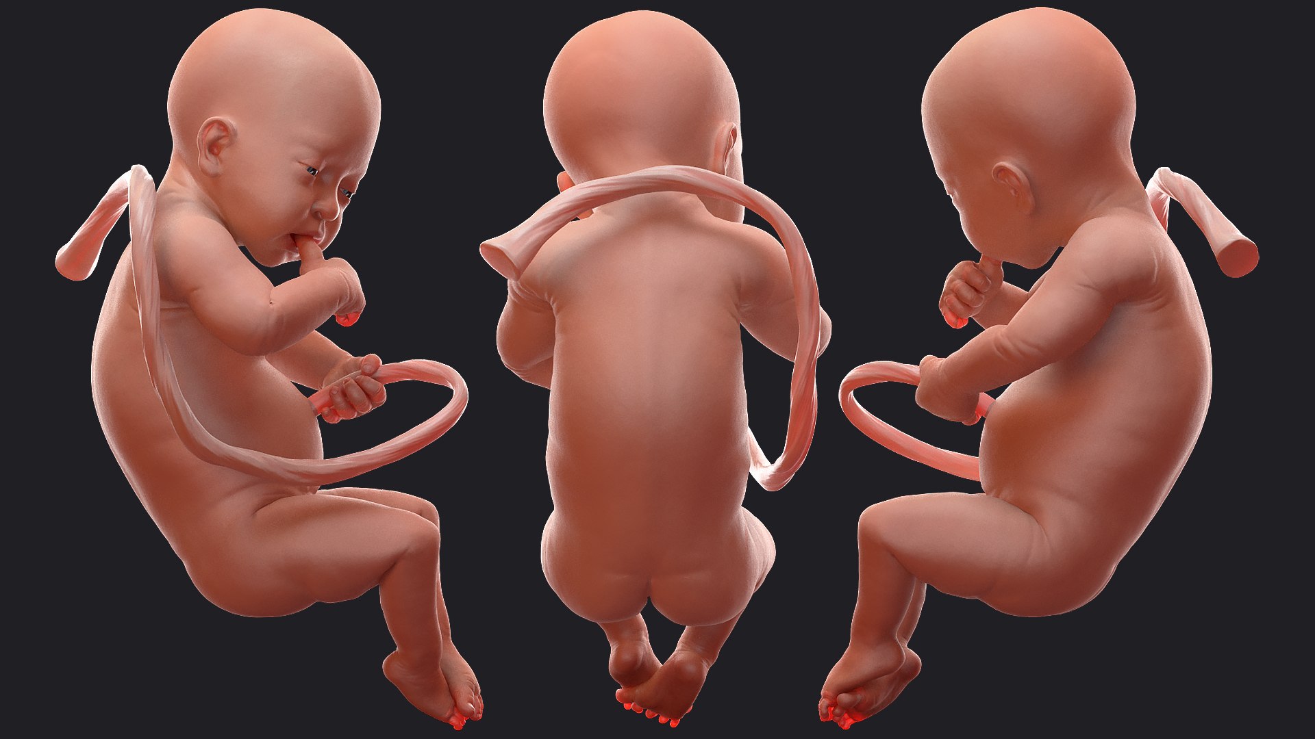 baby boy 32 weeks 3D model https://p.turbosquid.com/ts-thumb/M9/NPrte6/oo7q6xjx/babyboyat32weeksriggedc4dmodel009/jpg/1608998364/1920x1080/fit_q87/5d27e51e2a8d36c3d079c87213d803a1687247b7/babyboyat32weeksriggedc4dmodel009.jpg