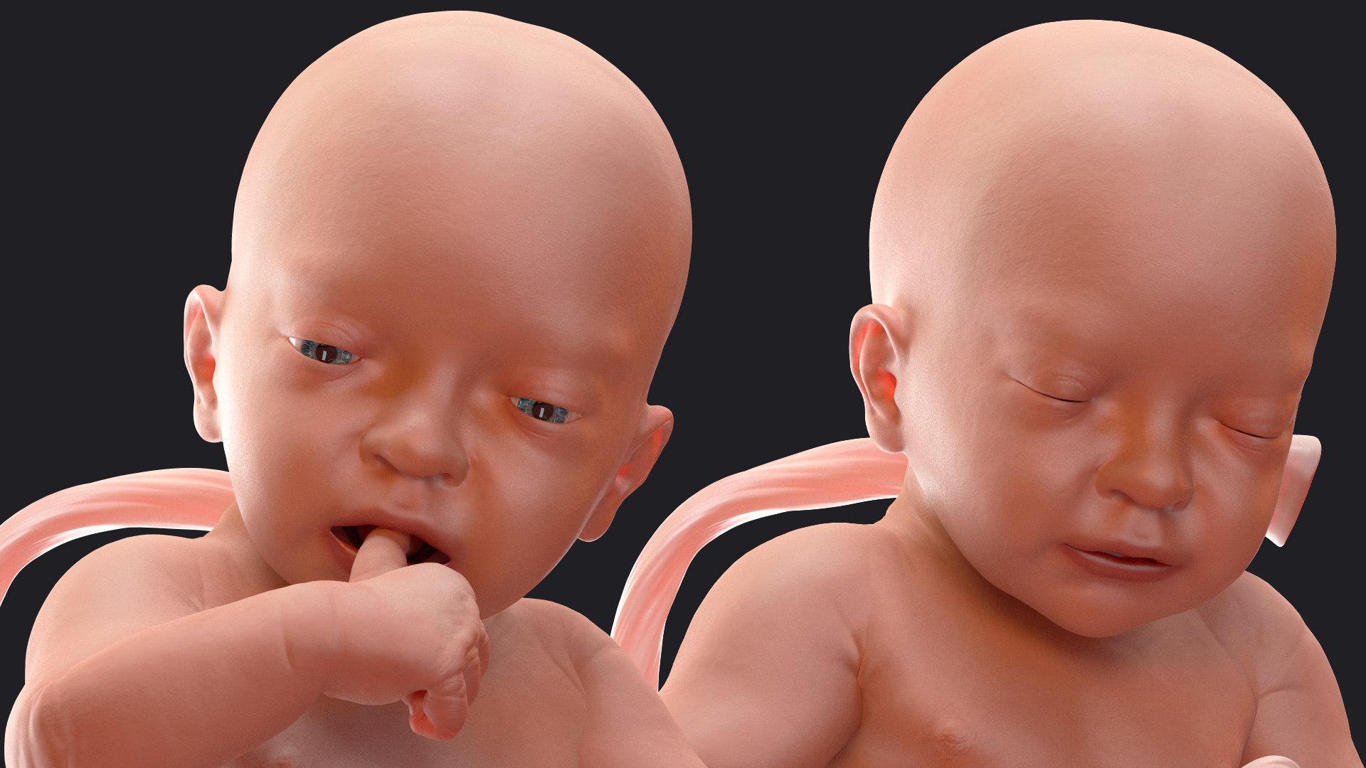 baby boy 32 weeks 3D model https://p.turbosquid.com/ts-thumb/M9/NPrte6/xHLJJ3Ro/babyboyat32weeksriggedc4dmodel016/jpg/1608998448/1920x1080/fit_q87/9949dc7df564a993438c0ade93a81e7bf49d29e1/babyboyat32weeksriggedc4dmodel016.jpg