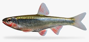 Luxilus cardinalis Cardinal Shiner