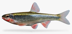 Luxilus cardinalis Cardinal Shiner