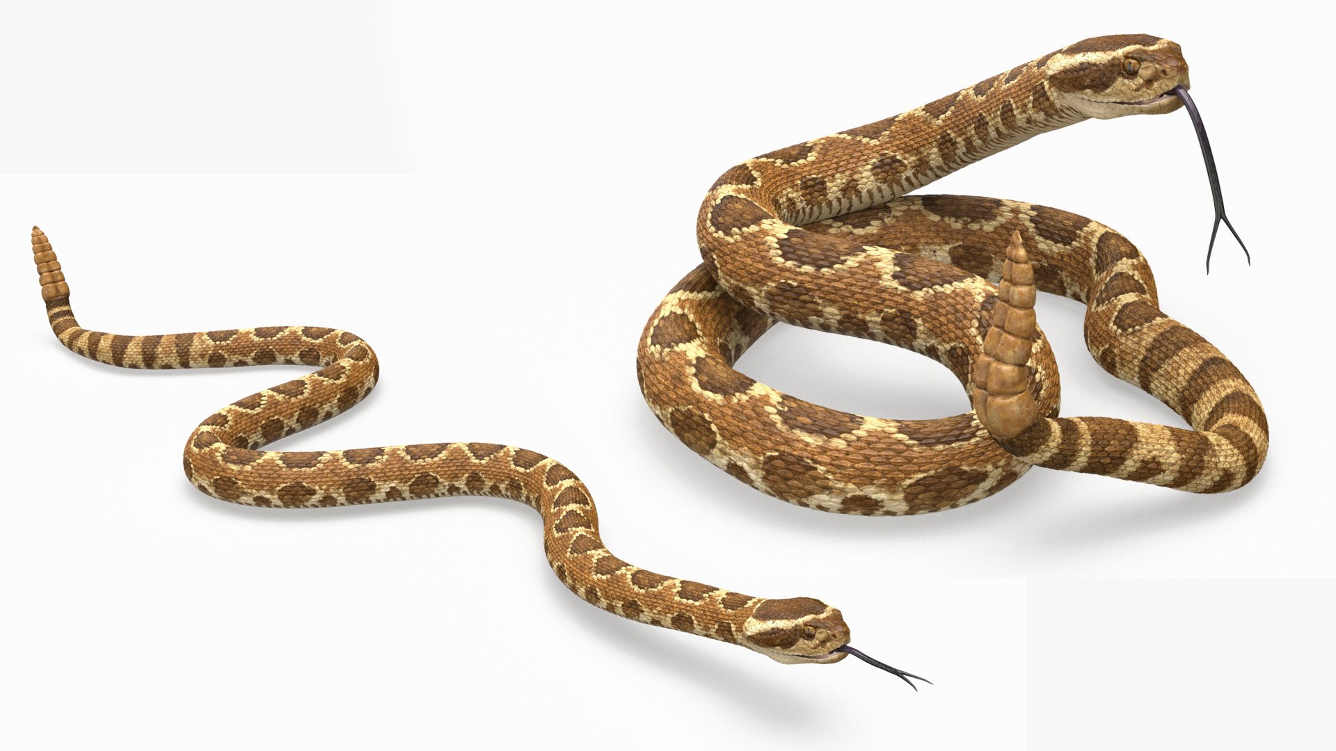 Light Rattlesnake Set Animated Rigged 3D model preview