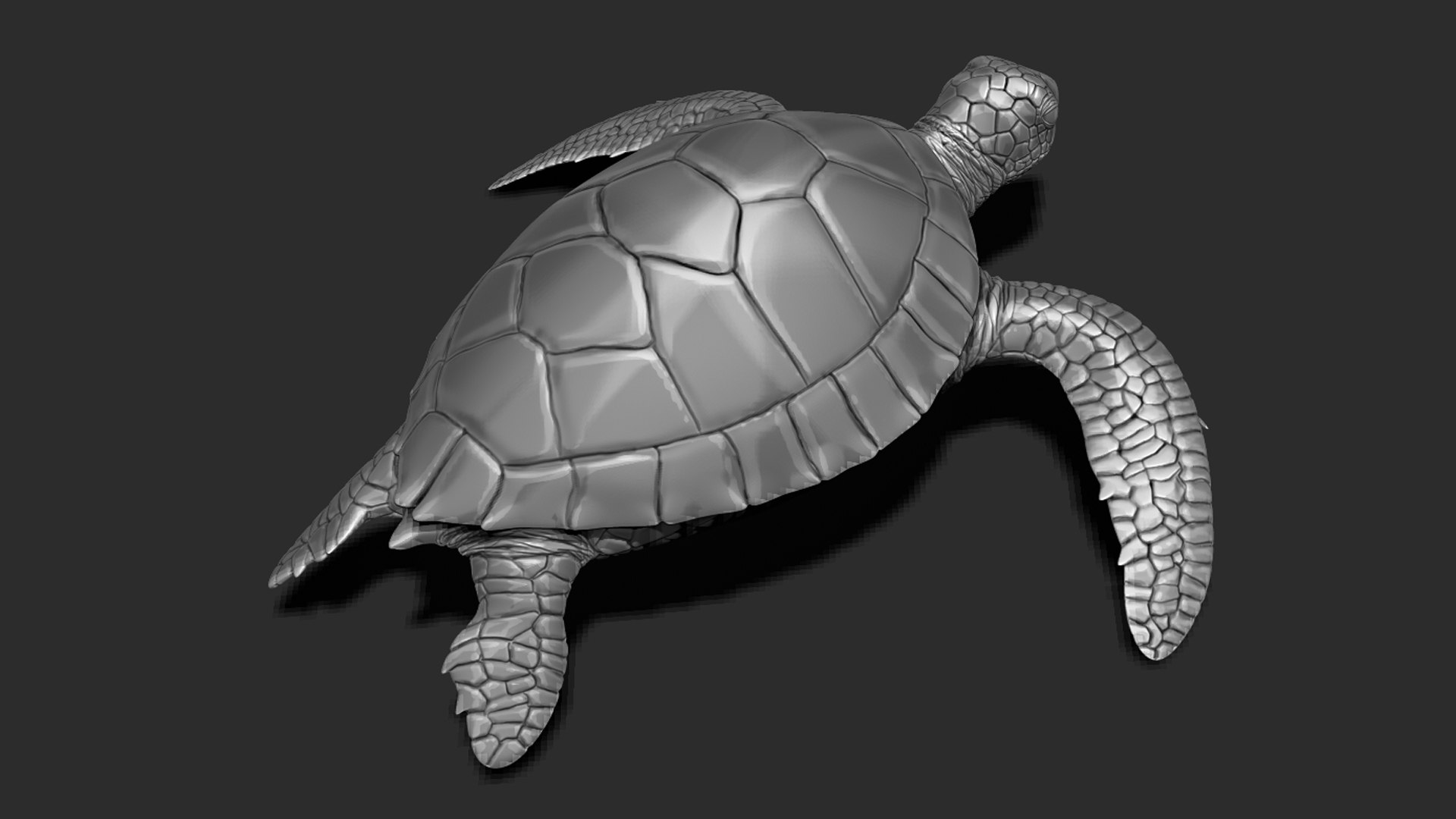 Turtle Print 3D Model - TurboSquid 1946713