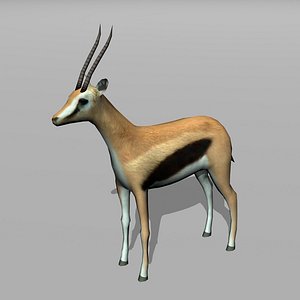 gazelle