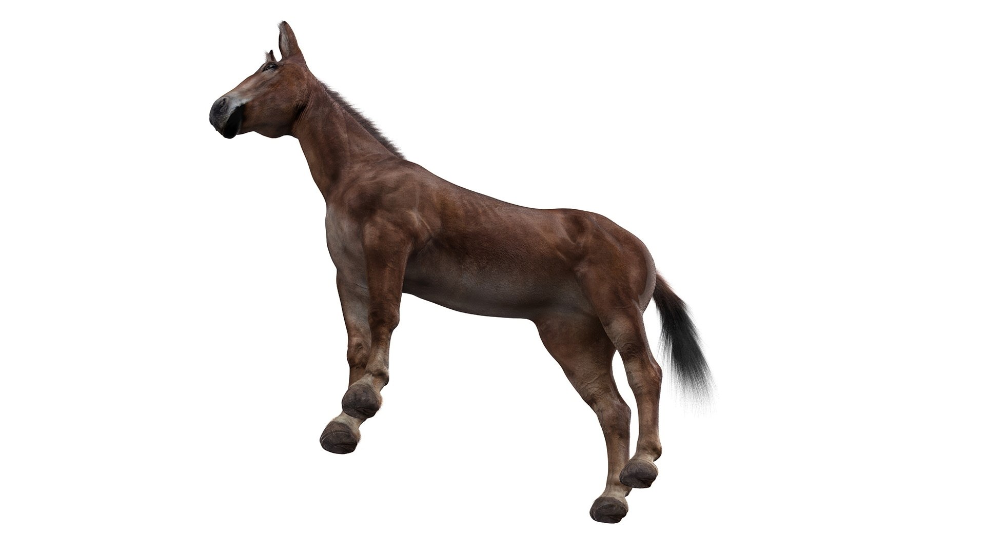 3D Bay Mule Fur Rigged https://p.turbosquid.com/ts-thumb/M9/drtJQT/8U/bay_mule_fur_rigged_018/jpg/1730415417/1920x1080/fit_q87/b39e92f3b264b6c92f4496fd995ca615fd66ff90/bay_mule_fur_rigged_018.jpg