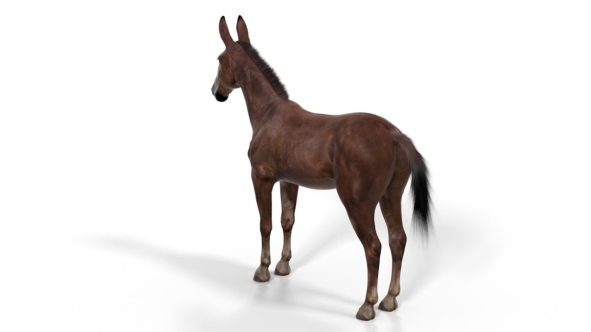 3D Bay Mule Fur Rigged https://p.turbosquid.com/ts-thumb/M9/drtJQT/qE/bay_mule_fur_rigged_017/jpg/1730415413/1920x1080/fit_q87/b78b4ce4da191d26f0ca2a9530efa14e2970d55d/bay_mule_fur_rigged_017.jpg