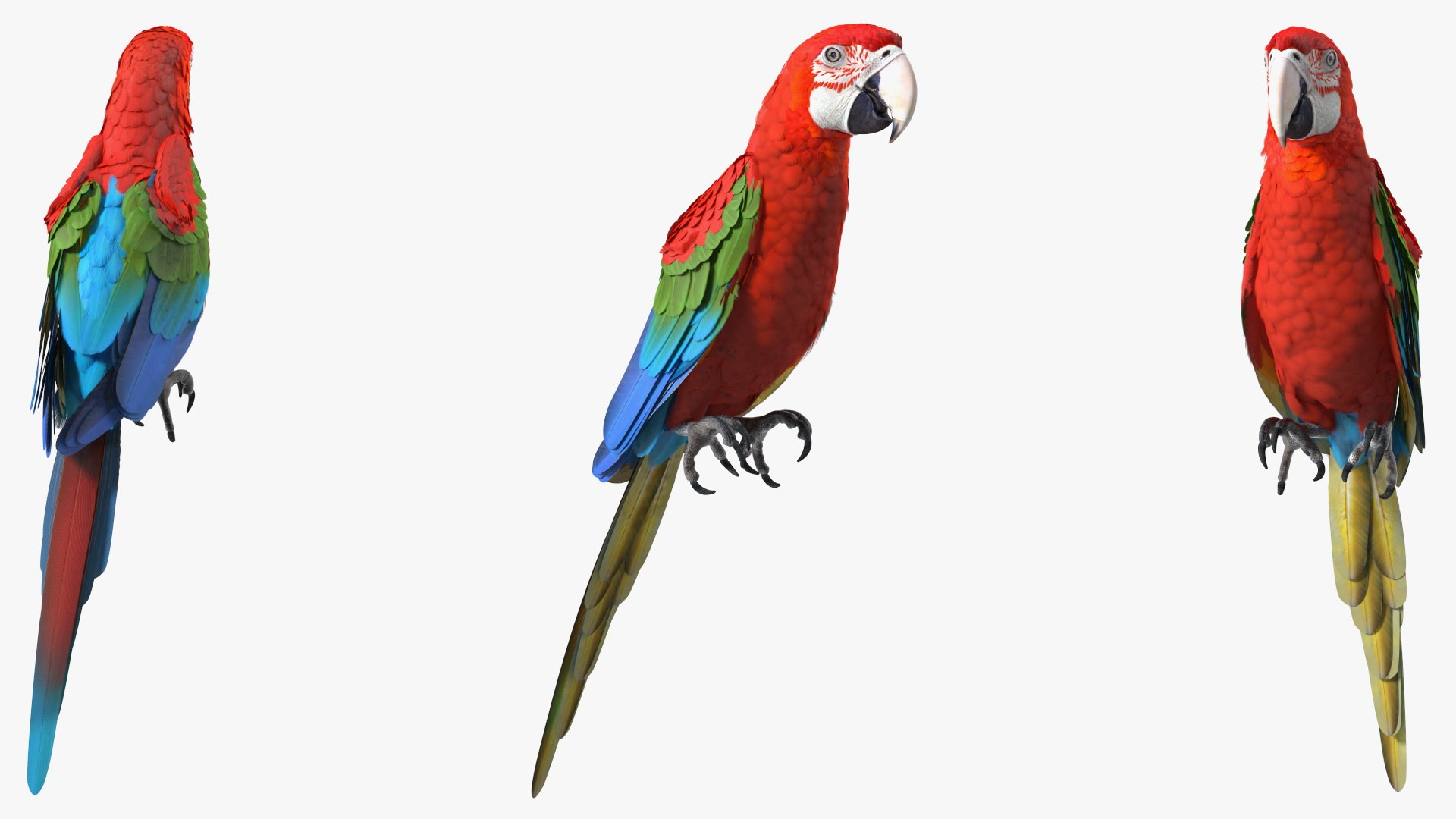 Red and Green Macaw Parrot Sitting Pose 3D model preview