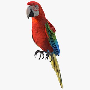 Red and Green Macaw Parrot Sitting Pose 3D model