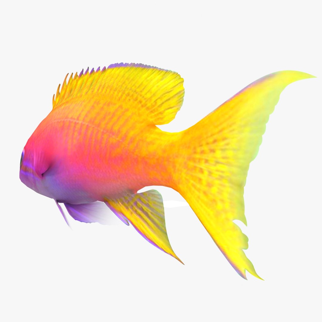 3d neon anthias fish https://p.turbosquid.com/ts-thumb/M9/n9YpJx/D261Se8b/anthias_r3/jpg/1357837567/1920x1080/fit_q87/97cb3d47de9c58cca205f4cef620af30bced770e/anthias_r3.jpg