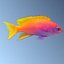 Neon Anthias