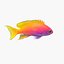Neon Anthias