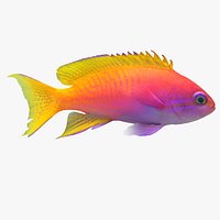 Neon Anthias
