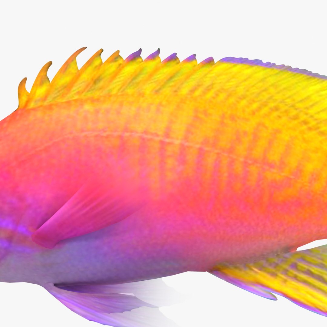 3d neon anthias fish https://p.turbosquid.com/ts-thumb/M9/n9YpJx/yvJ5Sk9O/anthias_r4/jpg/1357837567/1920x1080/fit_q87/a7360e1fda9bfa6b95fb4b542fba6003ca395795/anthias_r4.jpg