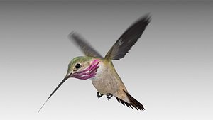 calliope hummingbird 3D
