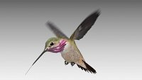 Calliope Hummingbird
