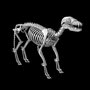 Rigged Fox skeleton